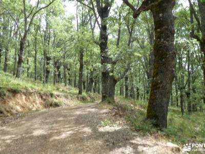 ierra del Rincón_Río Jarama; piñuecar tejo de barondillo fotos de embalses arboles de montaña parque